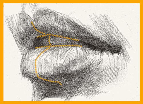 頭像素描五官中嘴唇技法教學